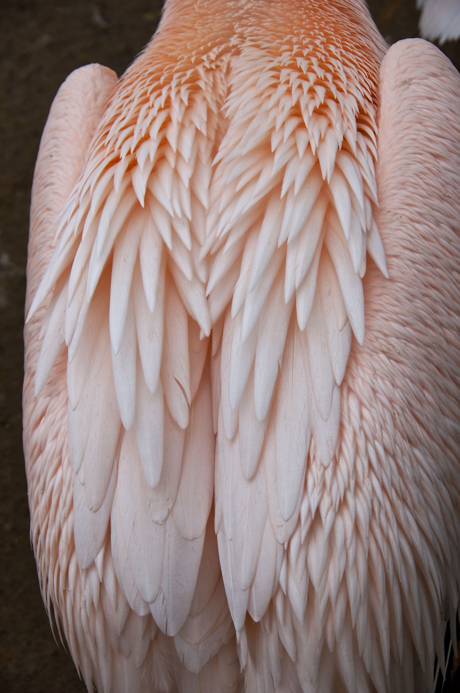 Sony Alpha DSLR-A580 + Sony DT 18-250mm F3.5-6.3 sample photo. Feather, pink pelican, plumage photography