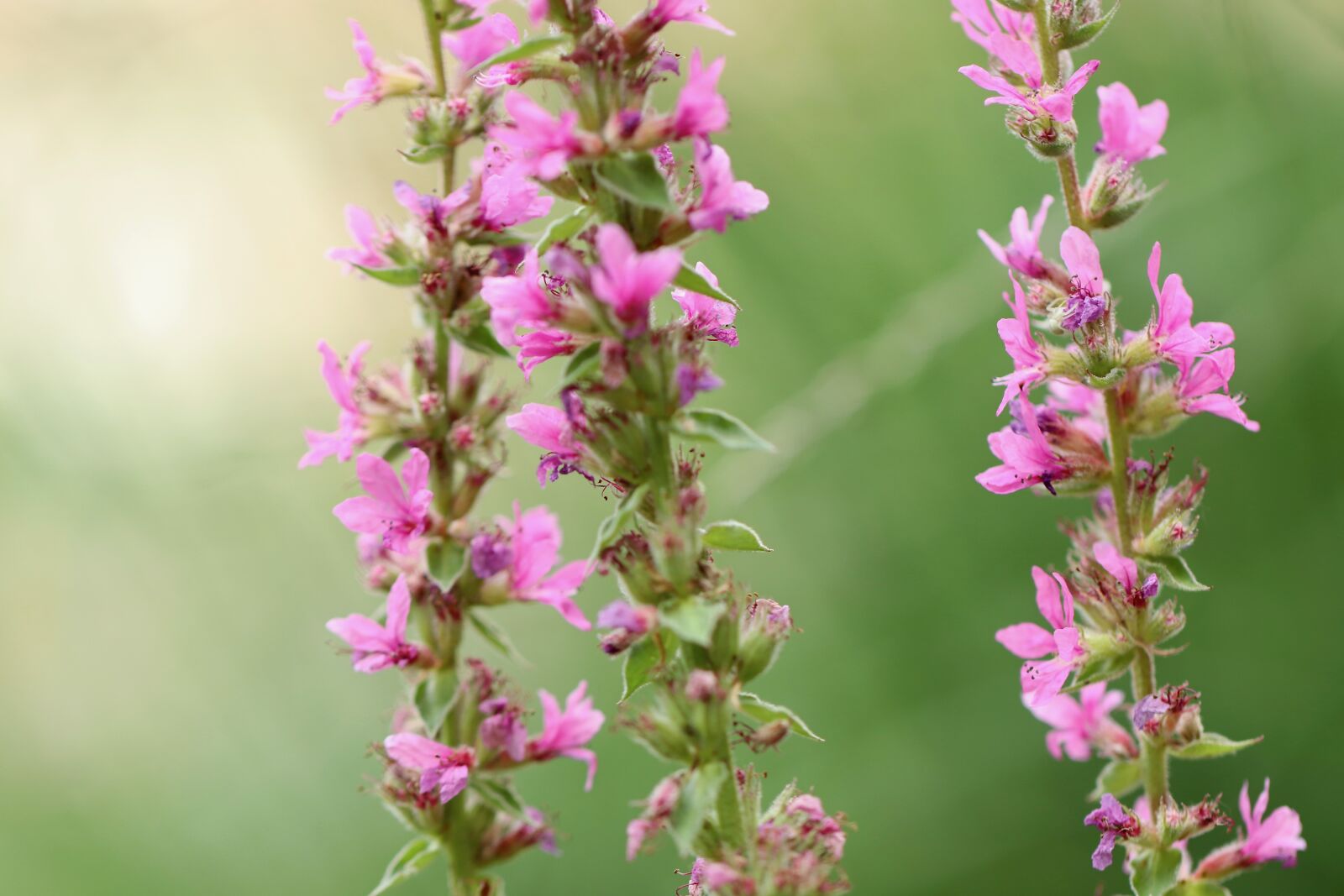 Canon EOS 800D (EOS Rebel T7i / EOS Kiss X9i) sample photo. Loosestrife, ordinary loosestrife, willow photography