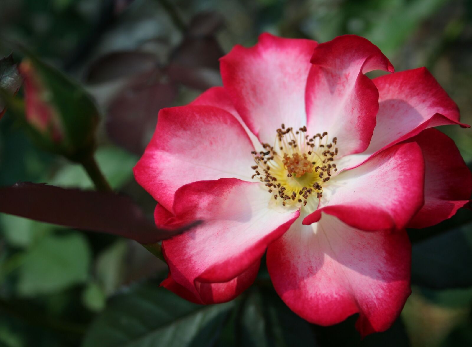 Canon EOS 350D (EOS Digital Rebel XT / EOS Kiss Digital N) sample photo. Rose, red roses, flower photography