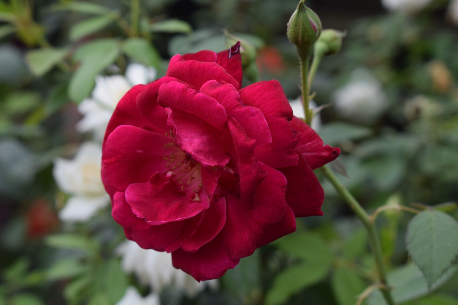 Nikon D3300 sample photo. Red, rose, flower photography