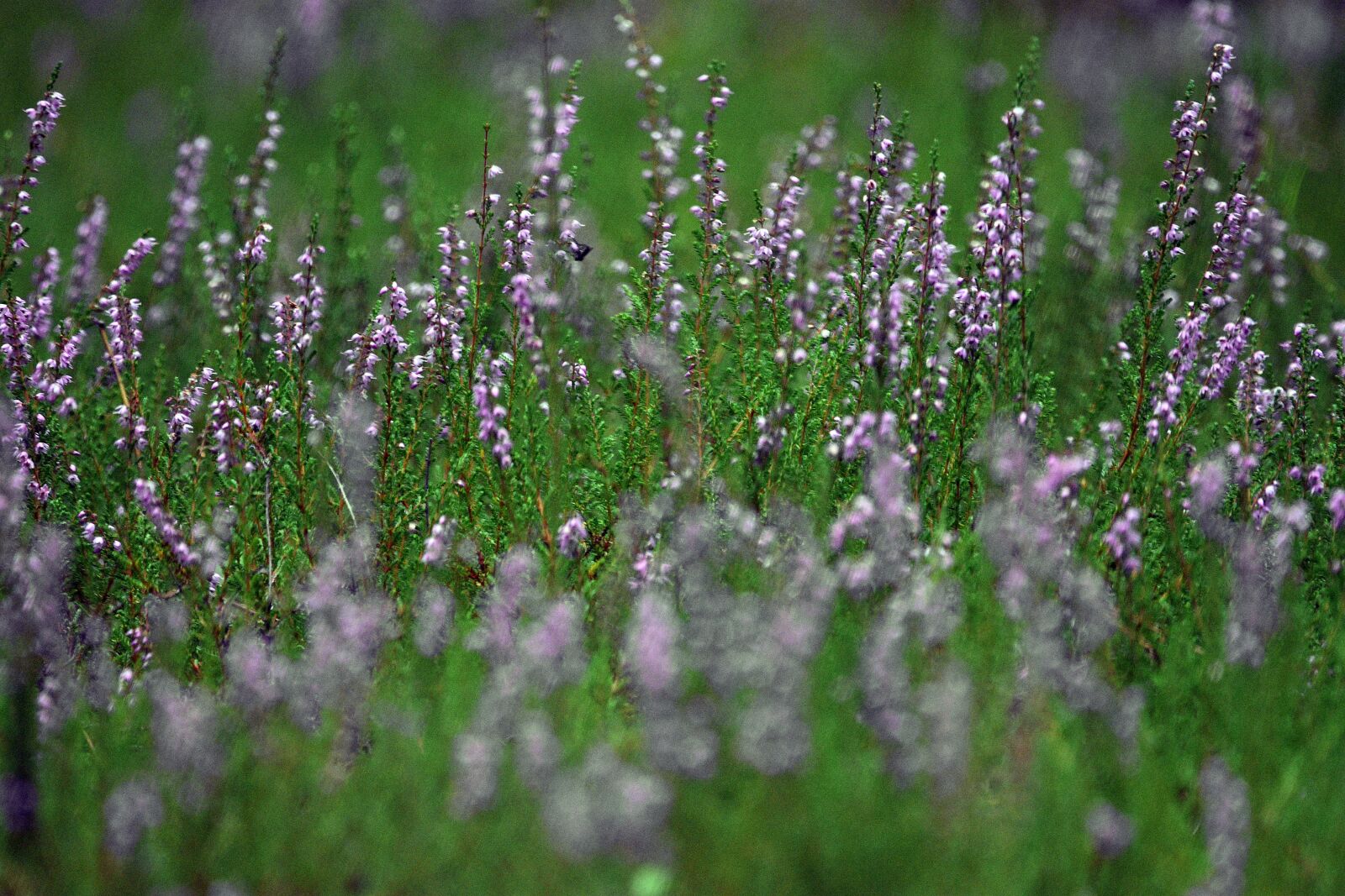 Nikon D3400 sample photo. Flowers, petals, heathers photography