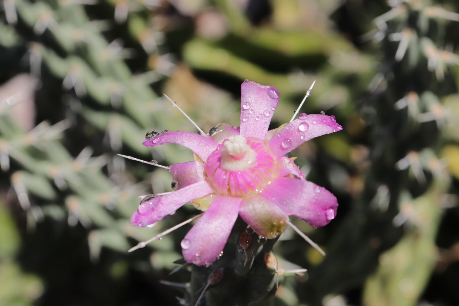 Canon EF-S 18-55mm F4-5.6 IS STM sample photo. Cactus, flower, nature photography