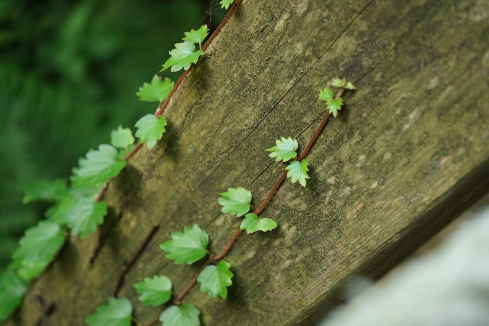 Sony a7 II + Sony FE 28-70mm F3.5-5.6 OSS sample photo. Ivy, pool, abstract photography