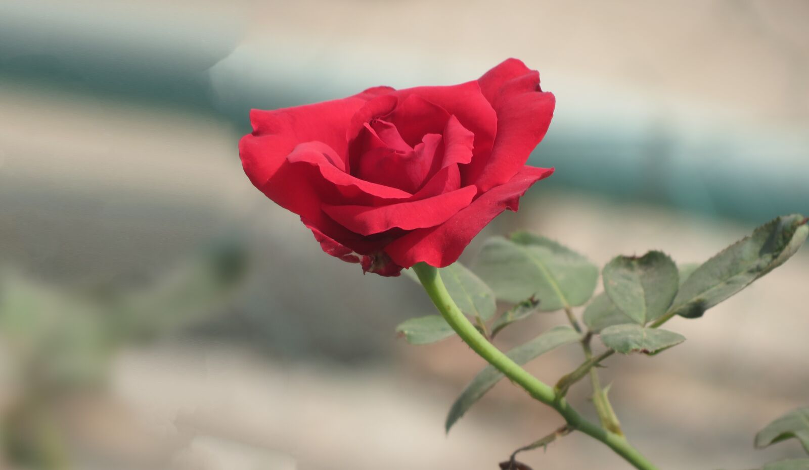 Canon PowerShot SX40 HS sample photo. Rose, flower, floral photography