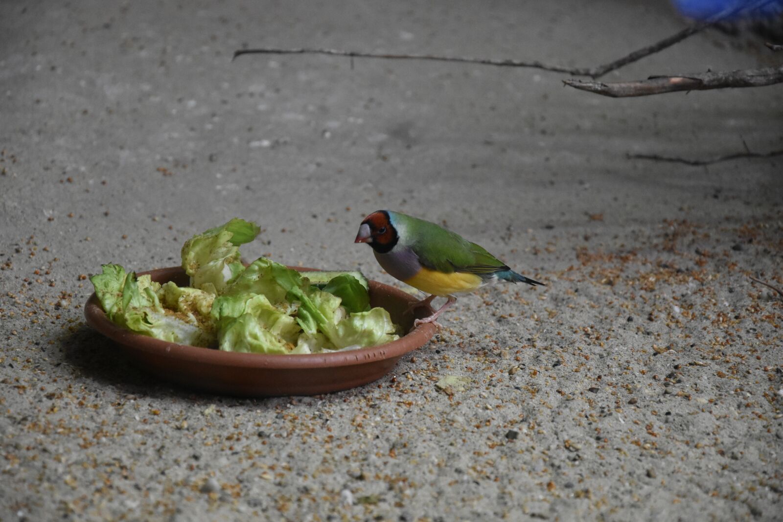 Nikon D3400 sample photo. Bird, salat, plate photography