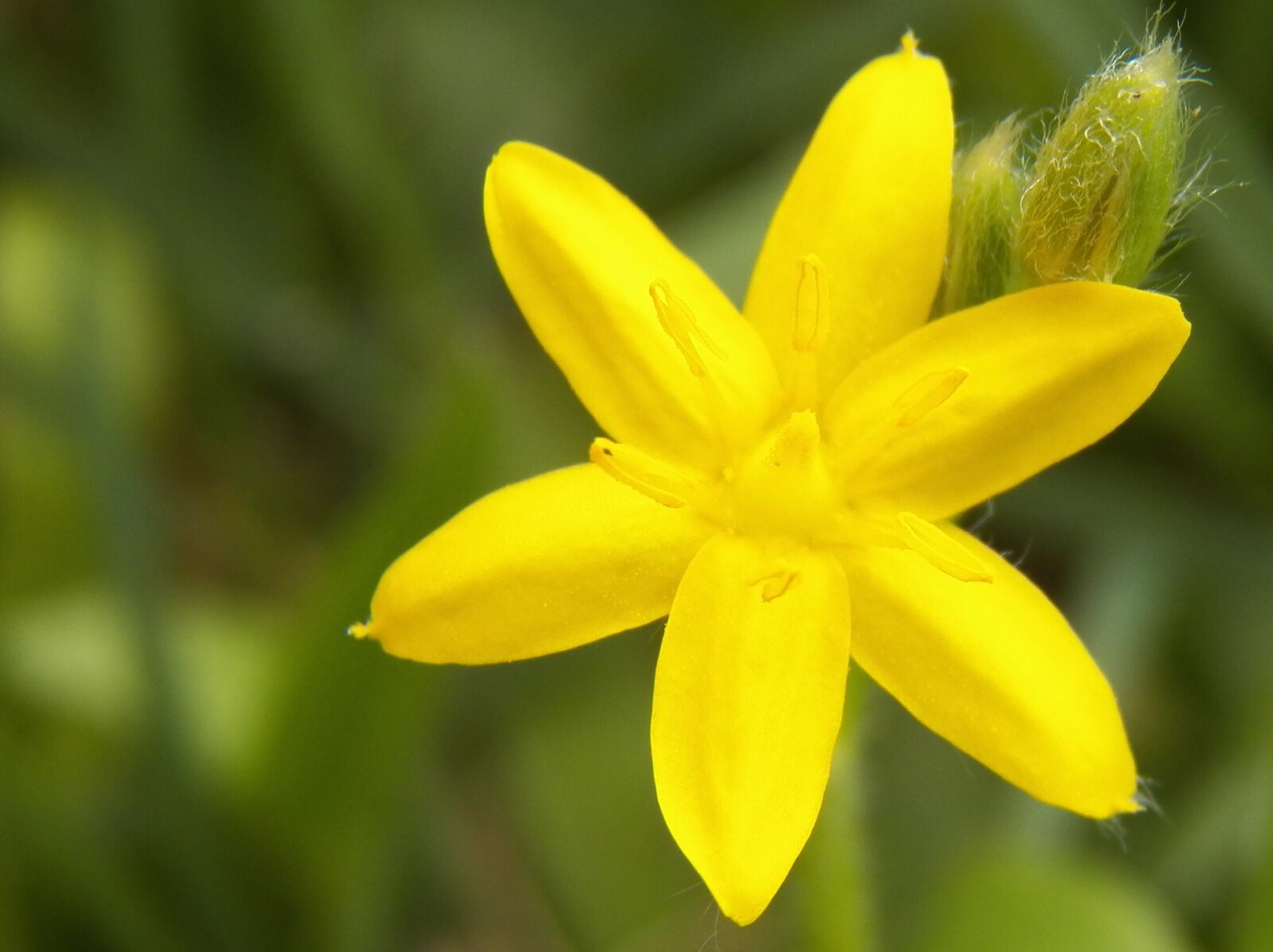 Kodak EasyShare Z990 (EasyShare Max) sample photo. Yellow flower, flower, small photography