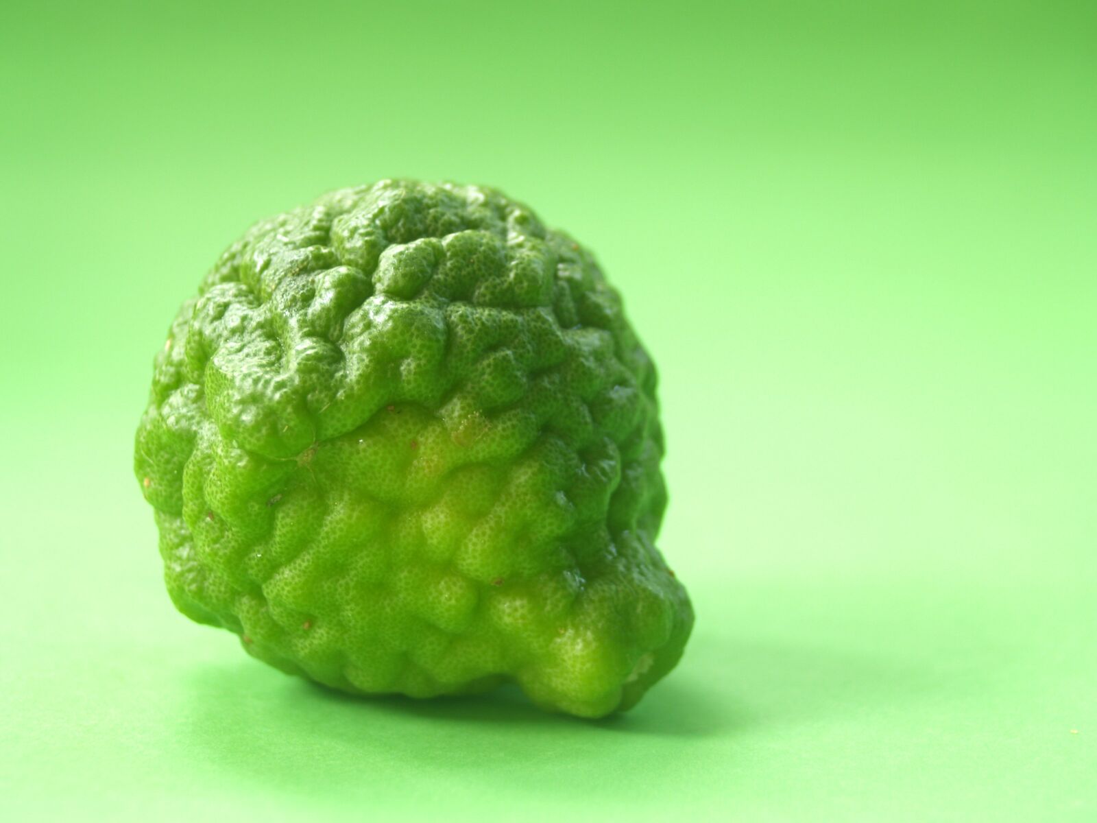 Olympus E-300 (EVOLT E-300) sample photo. Bergamot, fruit, leaf photography