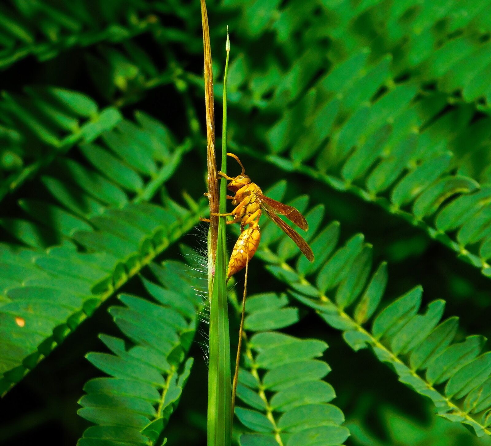 Nikon Coolpix B500 sample photo. Wasp, nature, plant photography