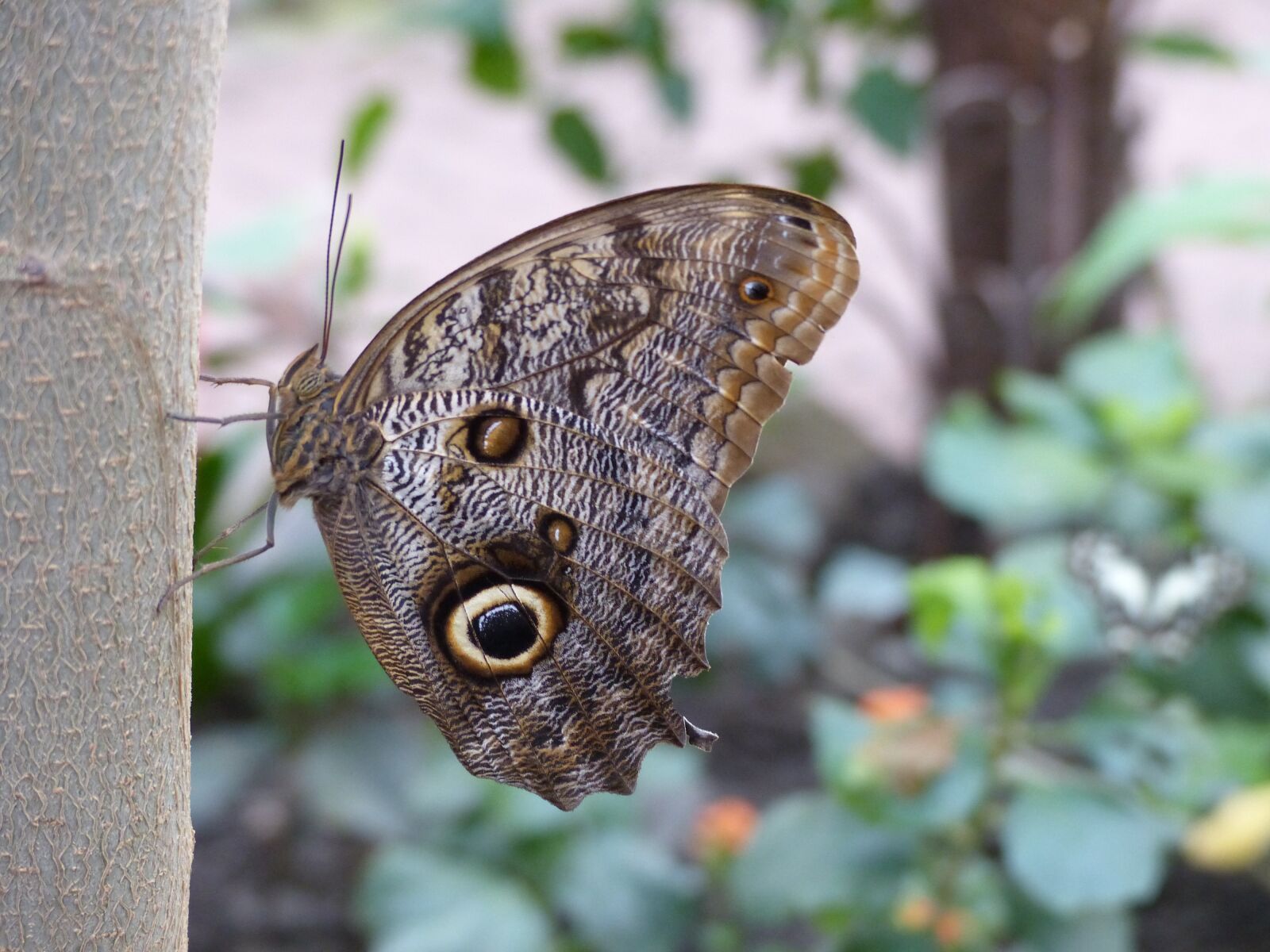 Panasonic Lumix DMC-FZ200 sample photo. Zoo, butterfly, insect photography