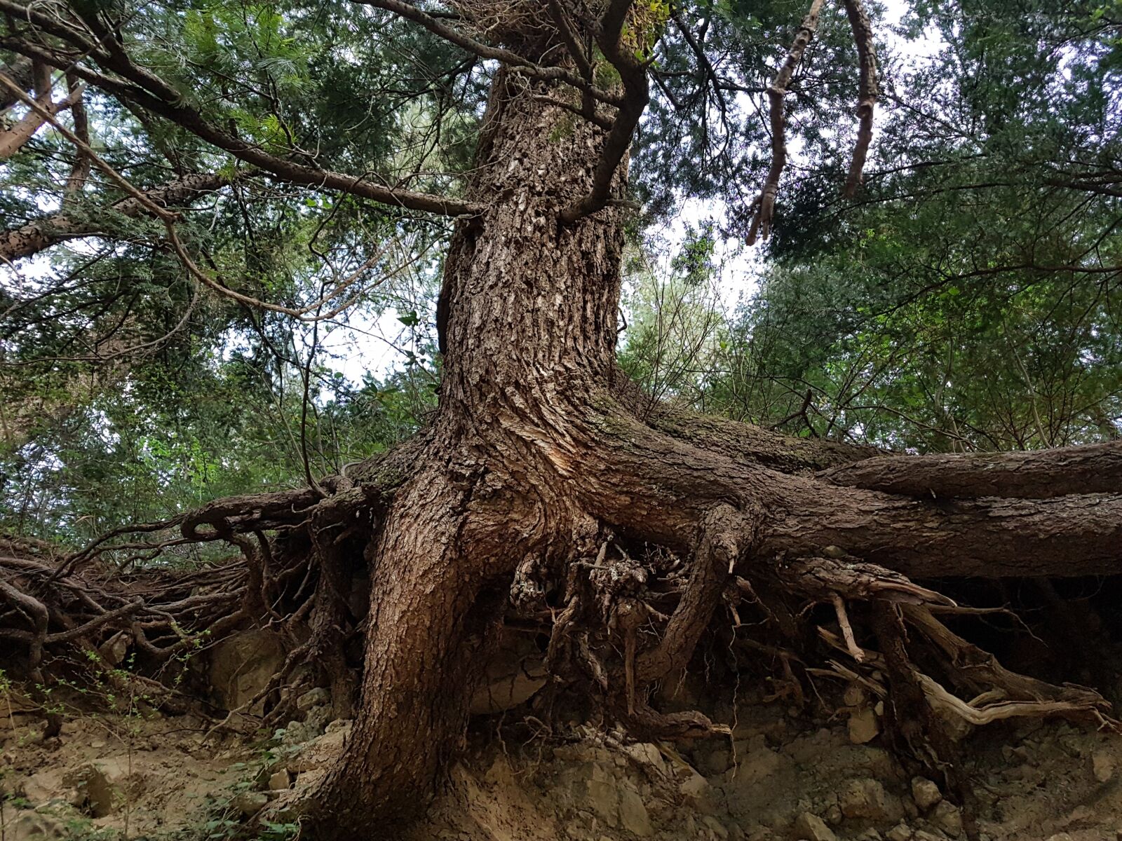 Samsung Galaxy S7 sample photo. Nature, life, tree photography