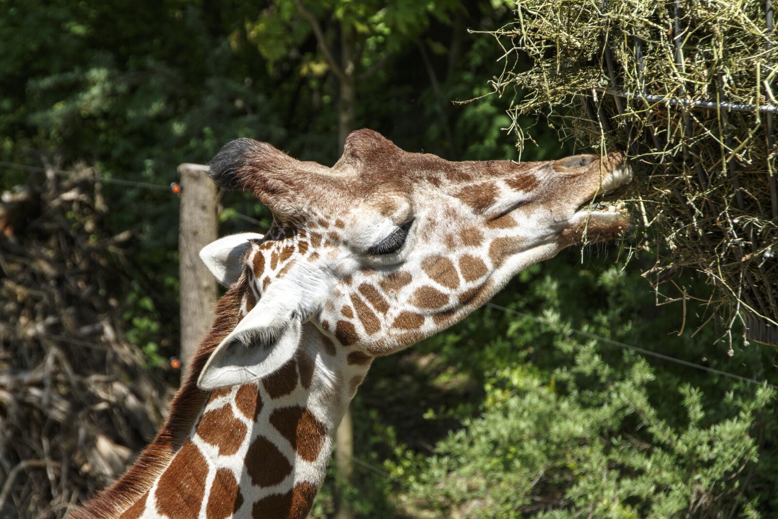 Canon EOS 700D (EOS Rebel T5i / EOS Kiss X7i) sample photo. Animals, giraffe, zoo photography