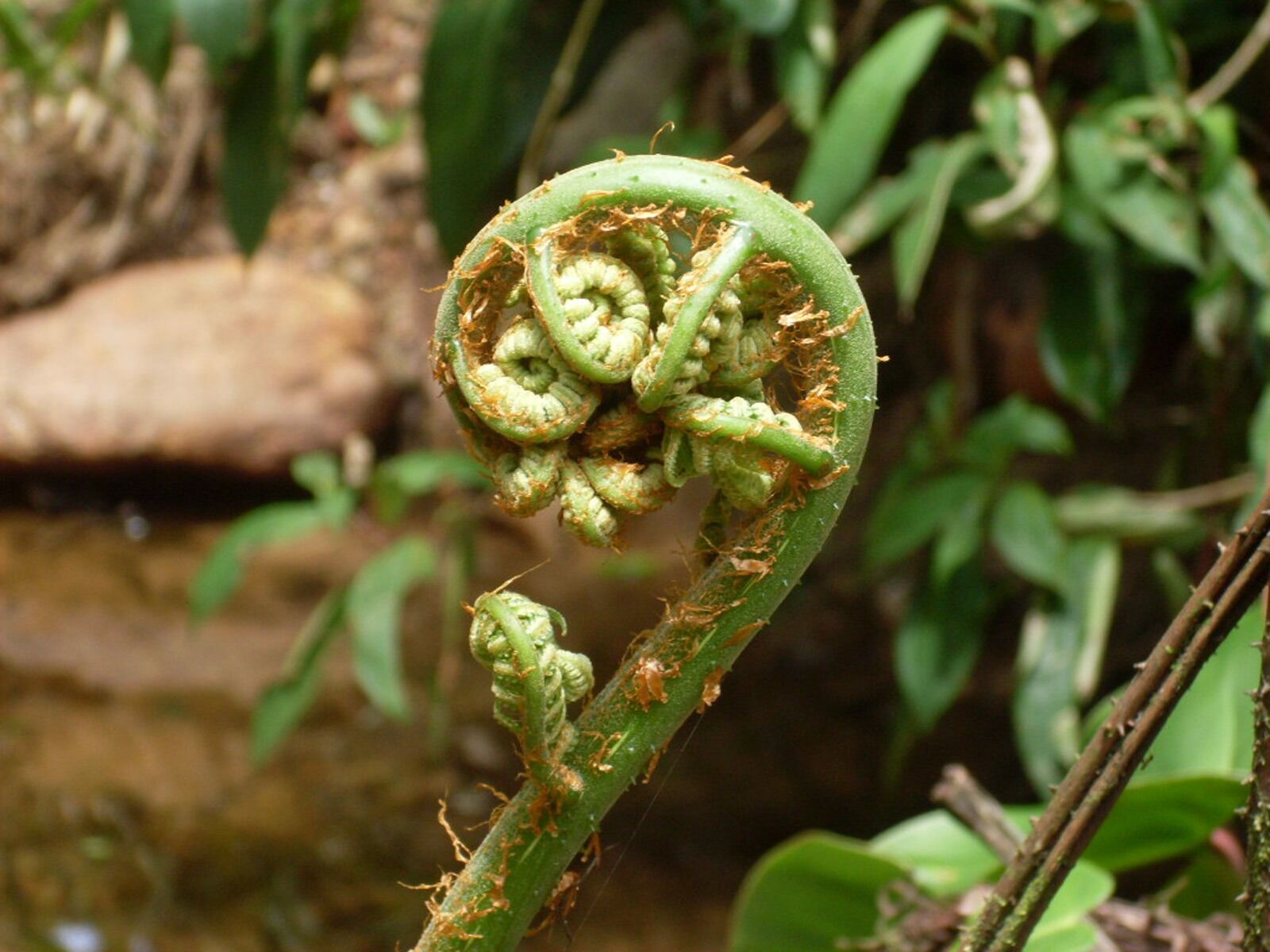Samsung KENOX S860  / Samsung S860 sample photo. Bud, fern, plant photography