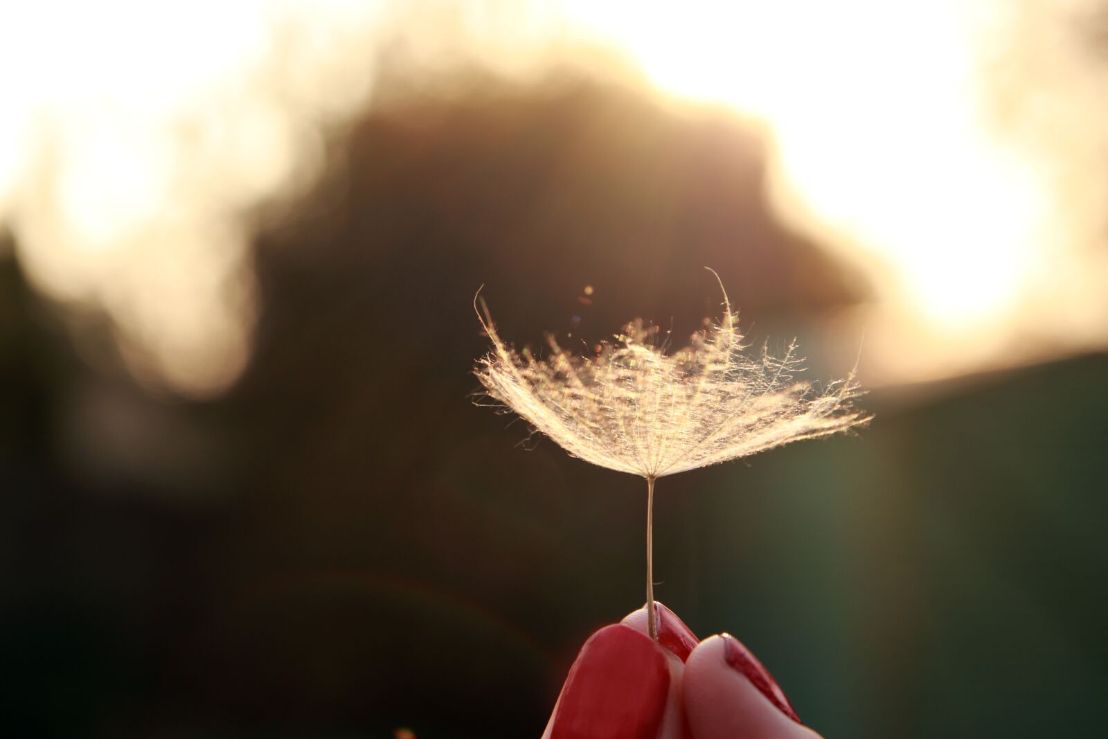 Canon EOS 77D (EOS 9000D / EOS 770D) sample photo. Dandelion seed, nature, plant photography