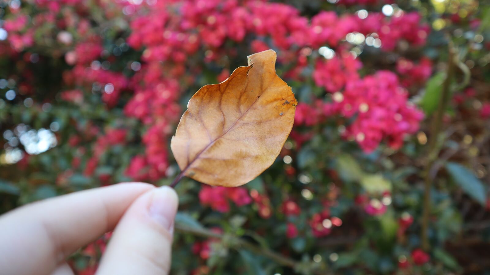 Canon EF-M 15-45mm F3.5-6.3 IS STM sample photo. Hand, flowers, leaf photography