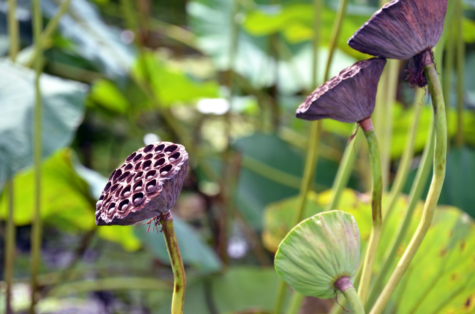 Nikon D7000 sample photo. Lotus, flowers, semi circle photography