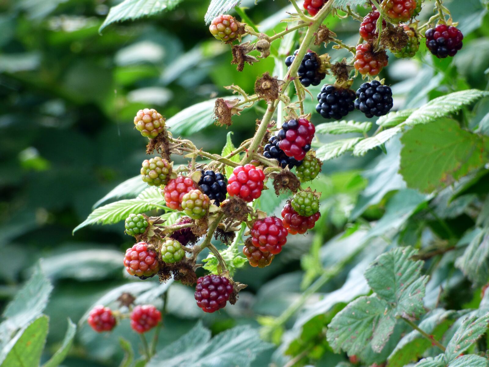 Panasonic DMC-FZ72 sample photo. Blackberries, wild, nature photography
