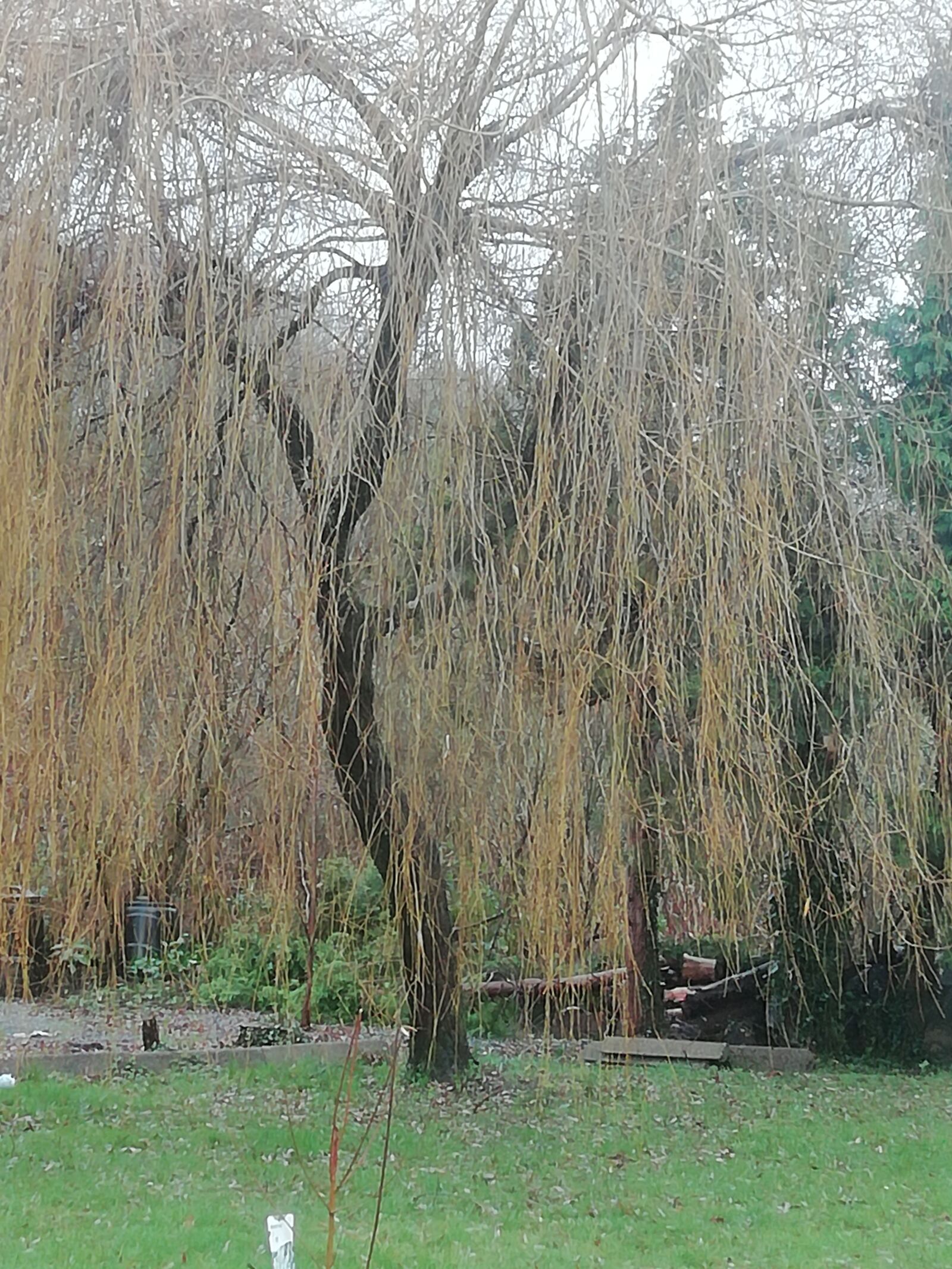 HUAWEI FIG-LX1 sample photo. Weeping willow, tree, willow photography