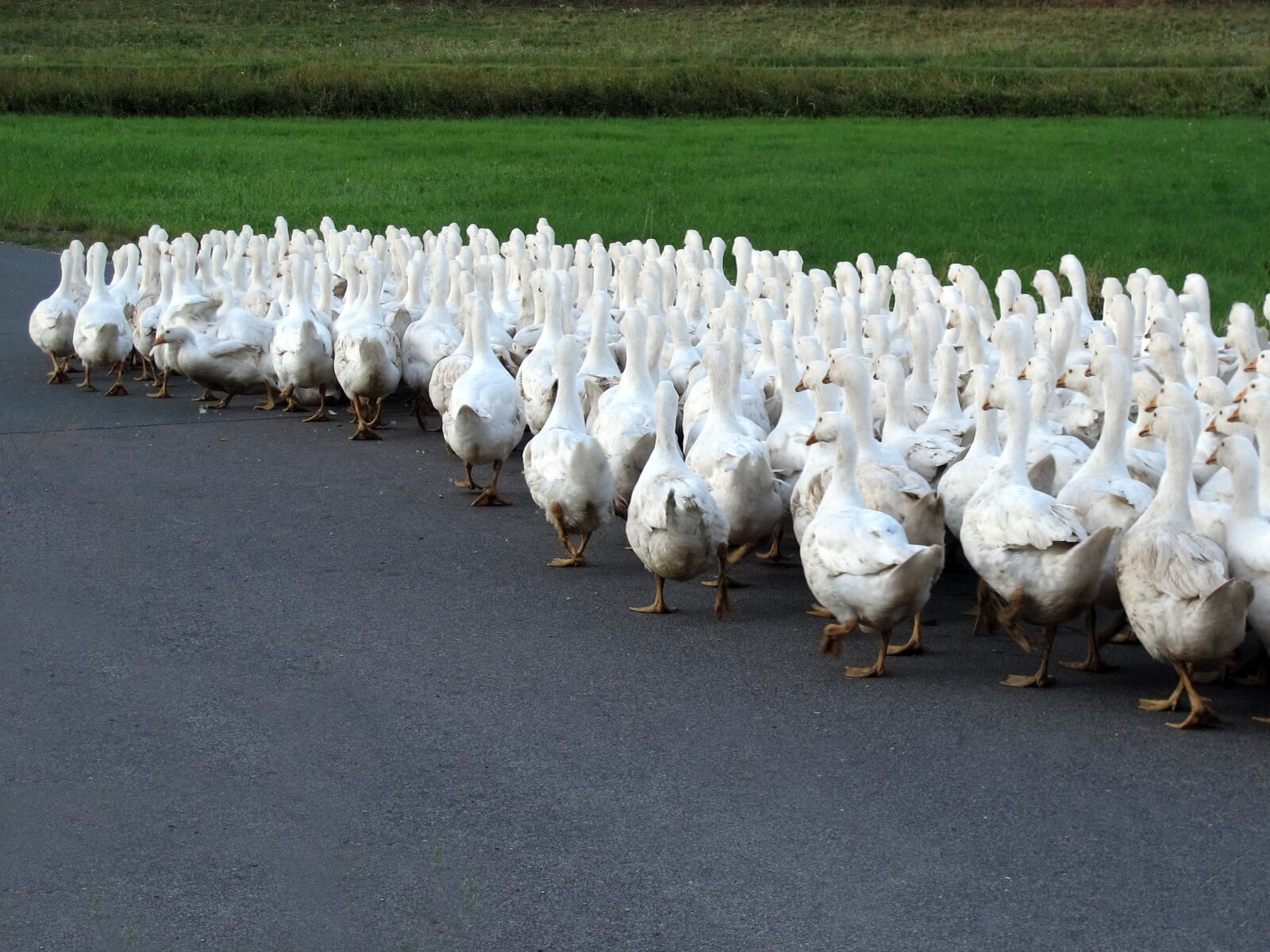 Canon PowerShot G12 sample photo. Animals, geese, single file photography
