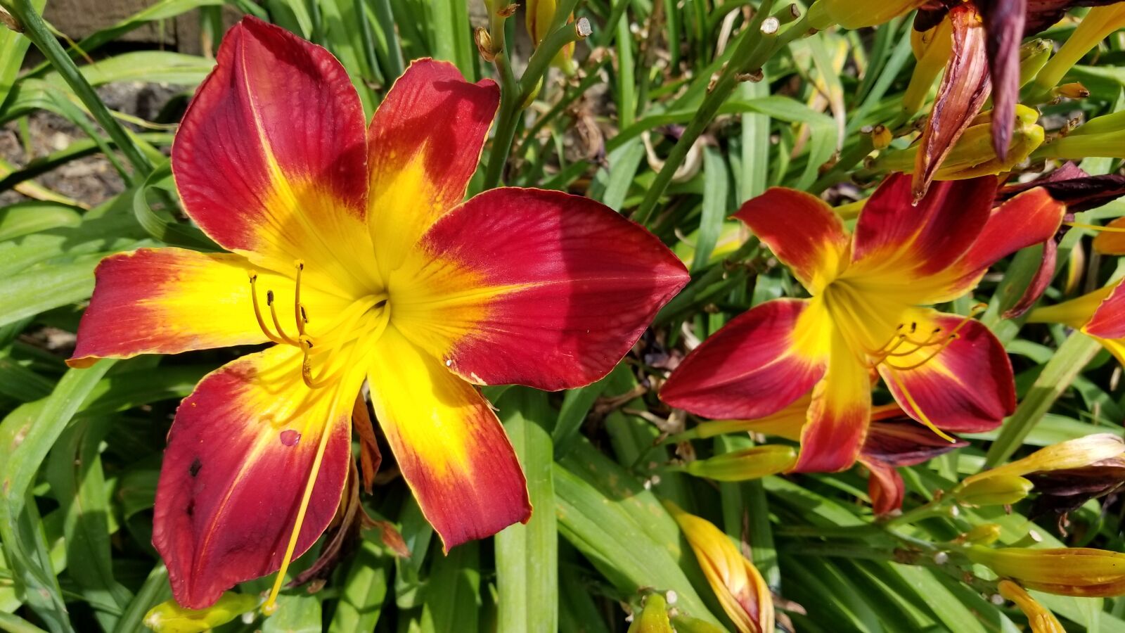 Samsung Galaxy S8 sample photo. Flower, lily, green photography