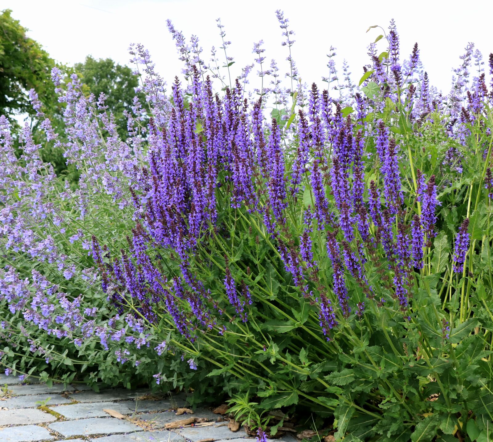Canon EOS 750D (EOS Rebel T6i / EOS Kiss X8i) sample photo. Lavender, purple, flowers photography
