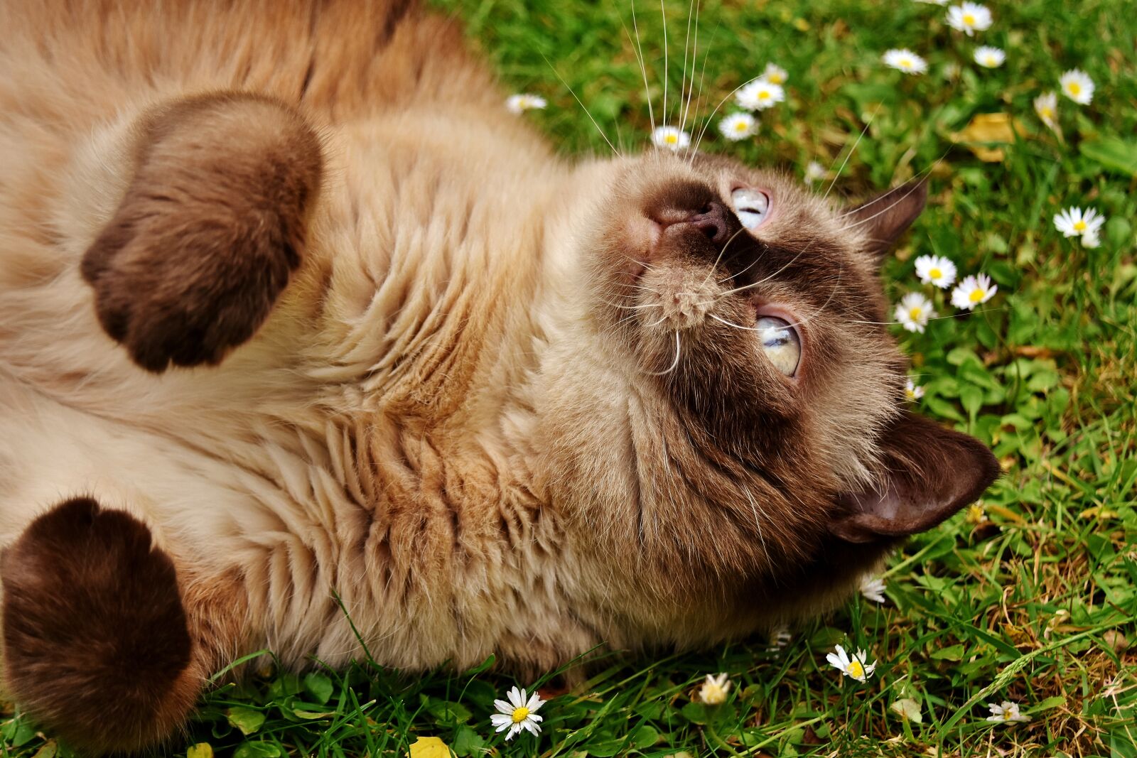 Nikon D7200 sample photo. British shorthair, rest, relaxed photography