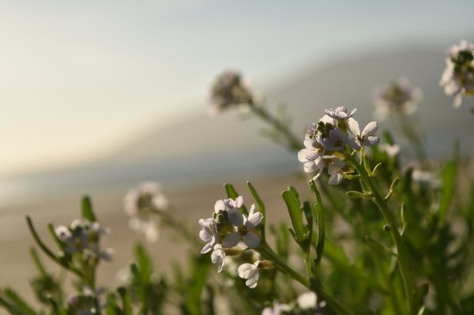 Nikon D5500 sample photo. Flower, morning, summer photography