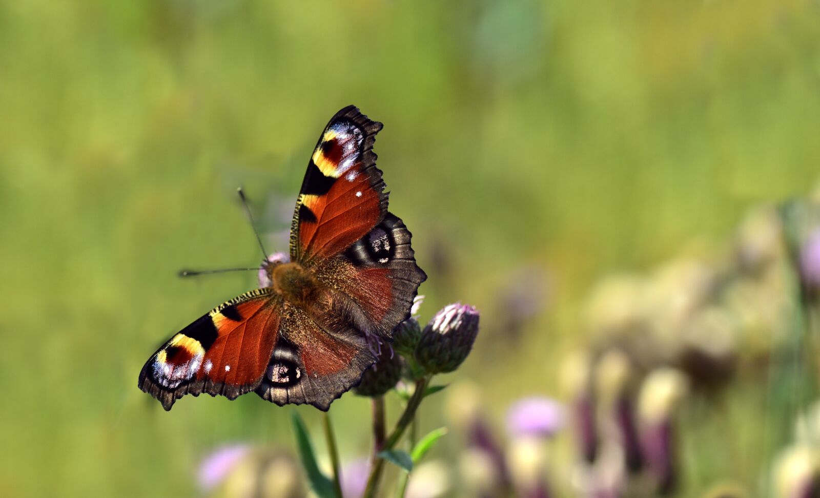 Nikon D750 sample photo. Peacock, butterfly, nature photography