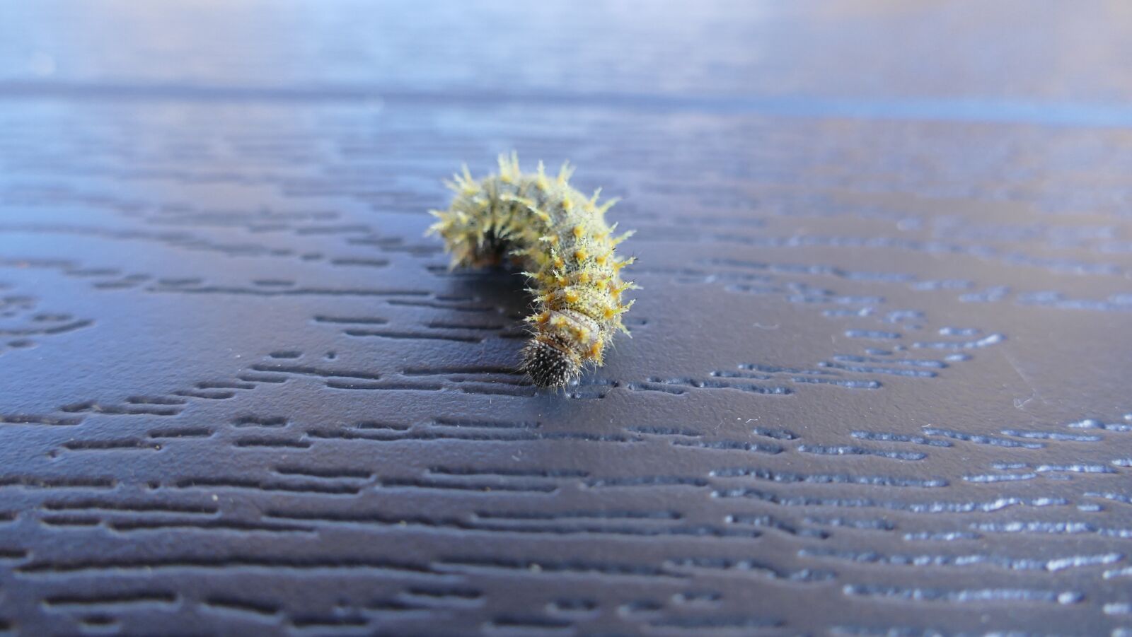 Panasonic Lumix DMC-FZ1000 sample photo. Caterpillar, prickly, close up photography