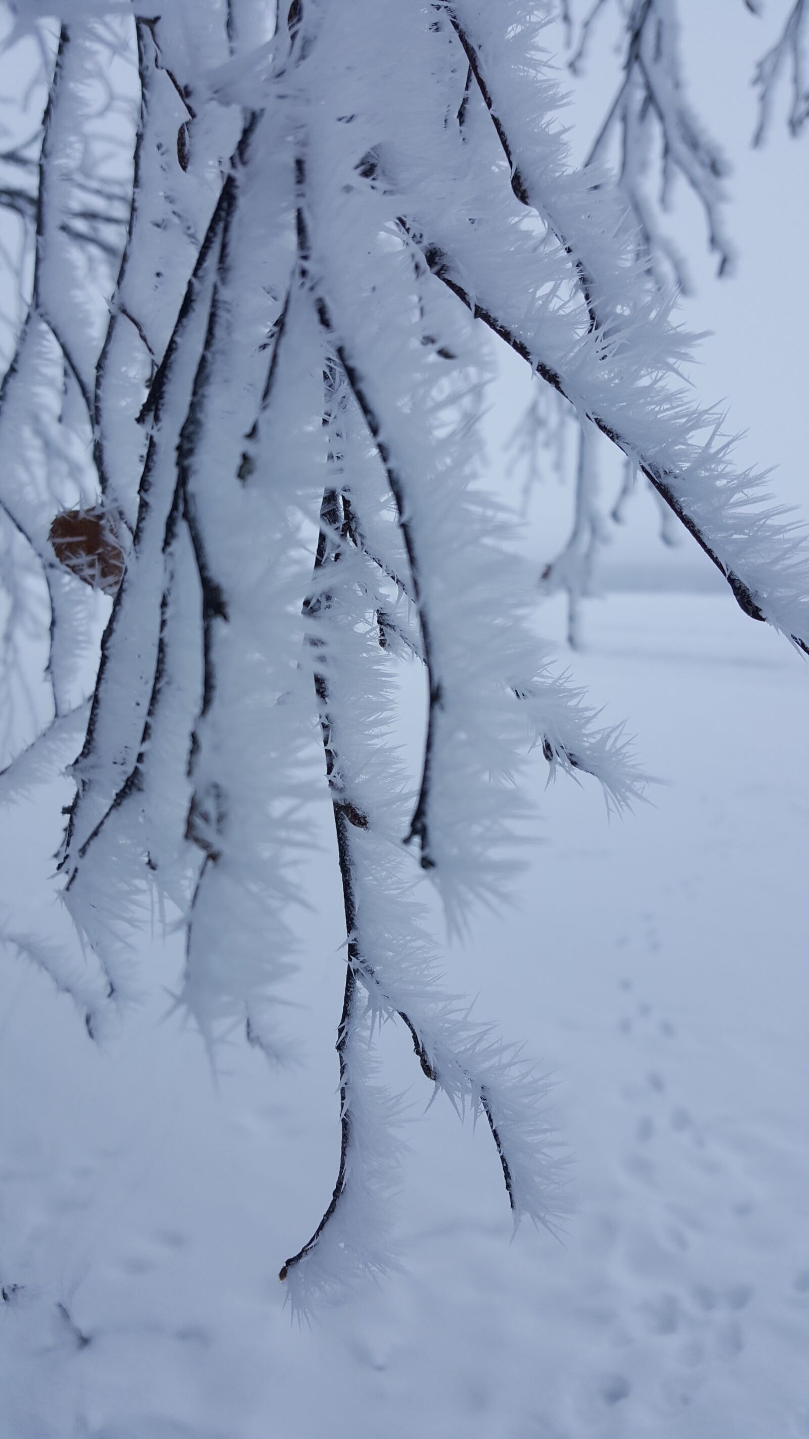 Samsung Galaxy S6 sample photo. Winter, snow, branch photography