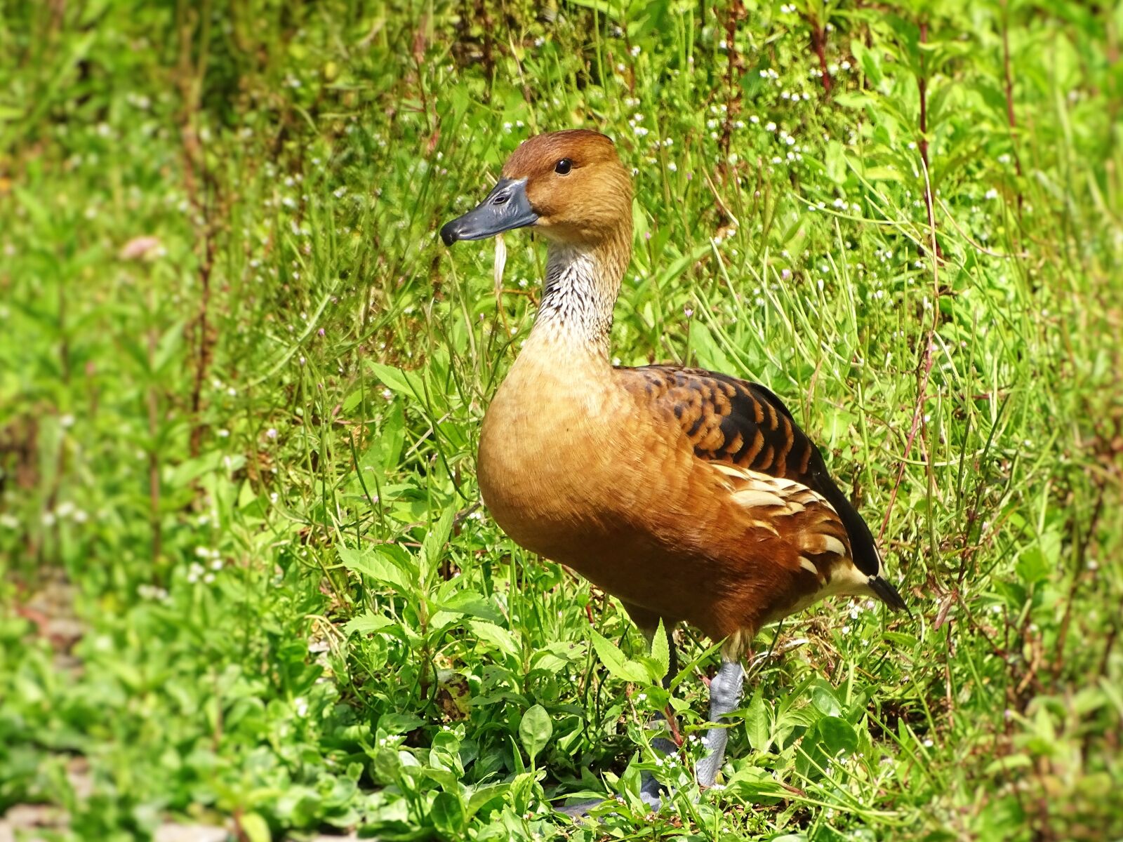 Sony Cyber-shot DSC-HX400V sample photo. Duck, animal, nature photography