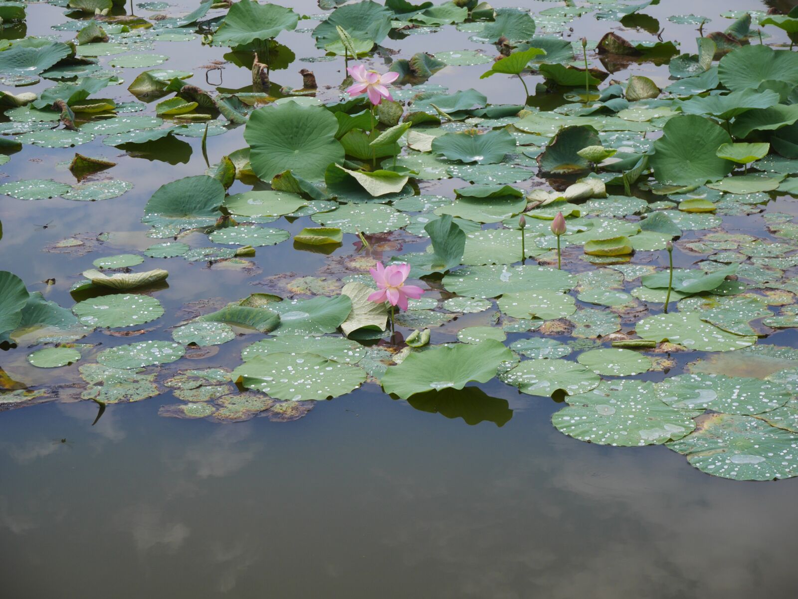 Panasonic Lumix DMC-GX7 sample photo. Lotus, pink, plant photography