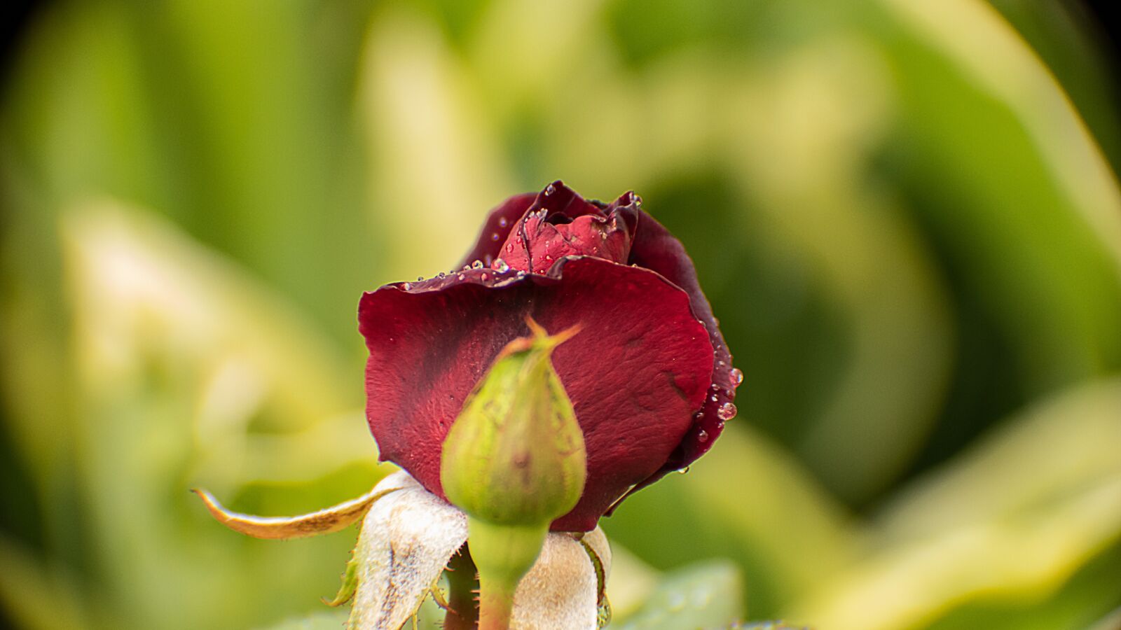 Canon EOS 80D sample photo. Rose, blossom, bloom photography