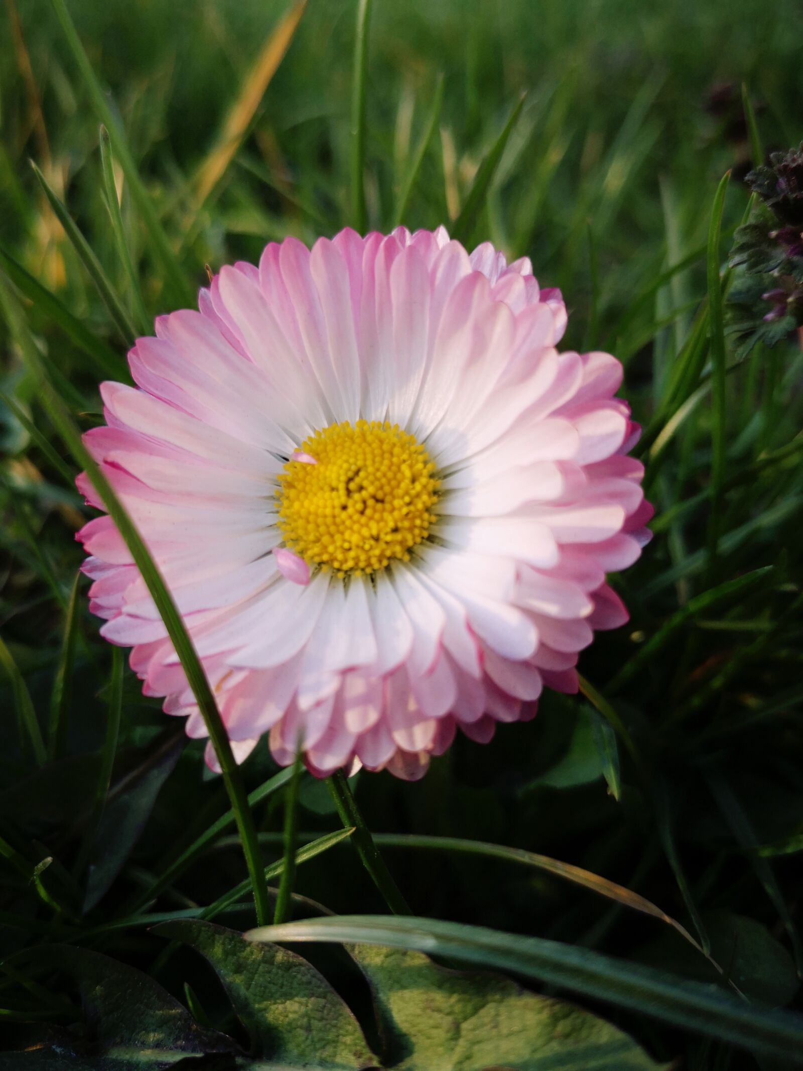 HUAWEI P20 sample photo. Flower, macro, spring photography
