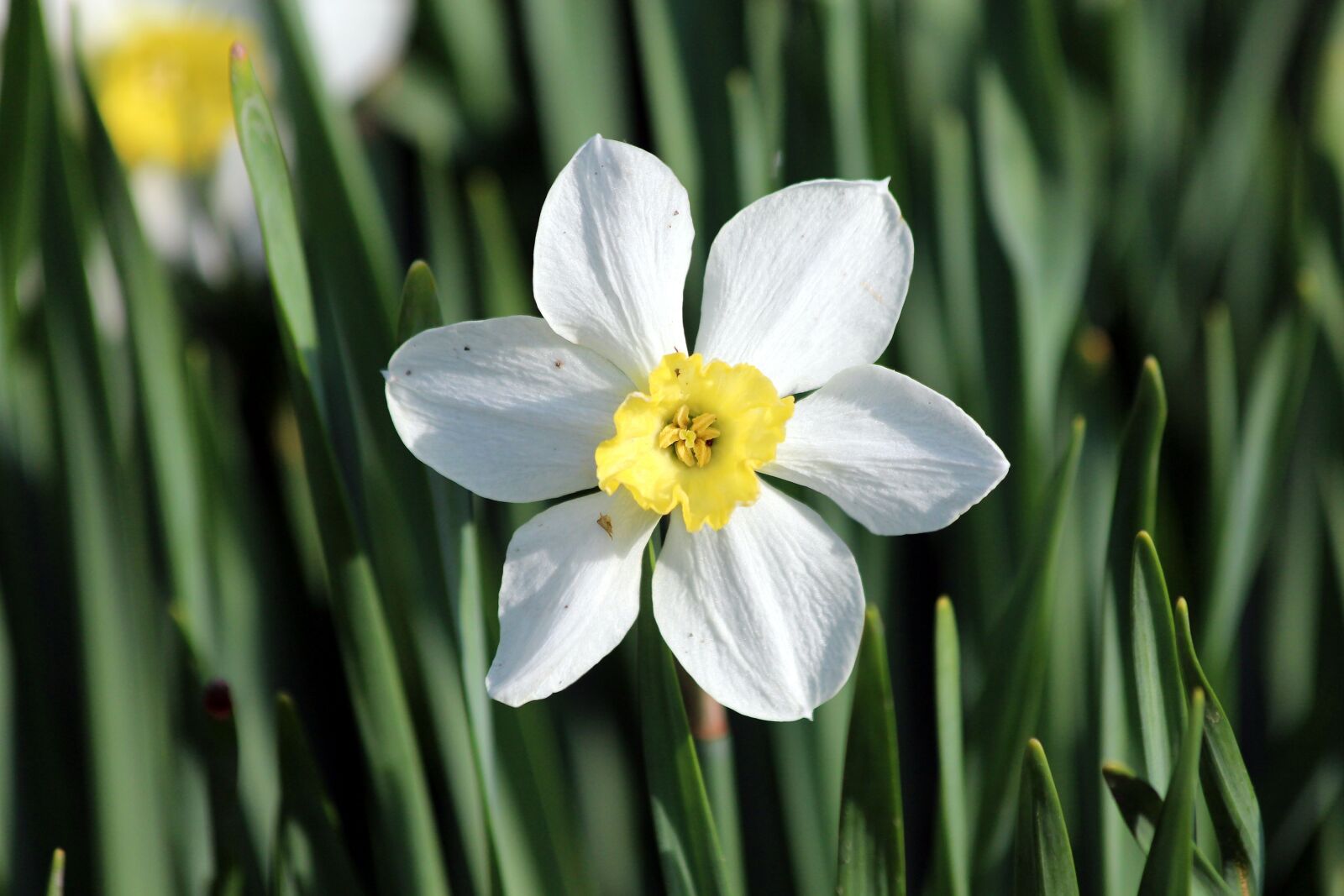 Canon EOS 650D (EOS Rebel T4i / EOS Kiss X6i) sample photo. Narcissus, plant, nature photography