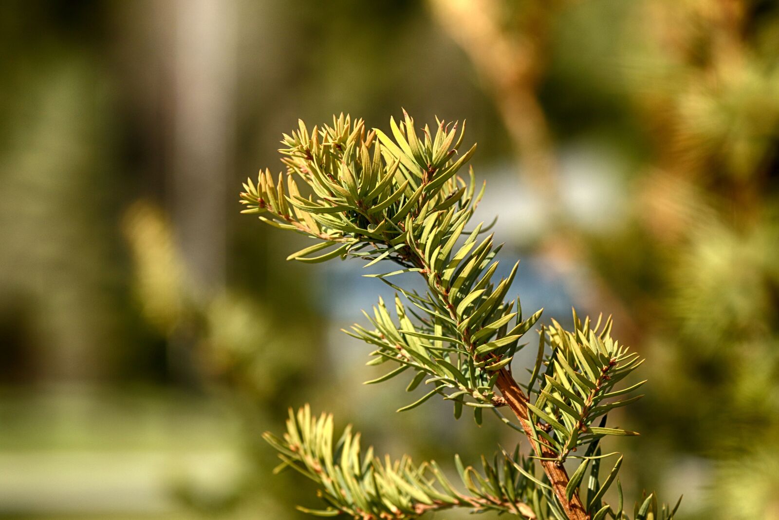 Canon EOS 7D Mark II + Canon EF 135mm F2L USM sample photo. Nature, outdoors, tree photography
