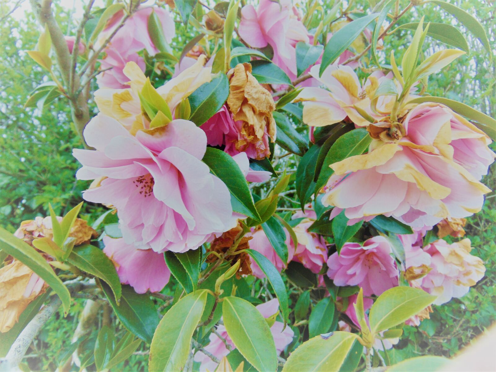Sony Cyber-shot DSC-H300 sample photo. Pink, flower photography