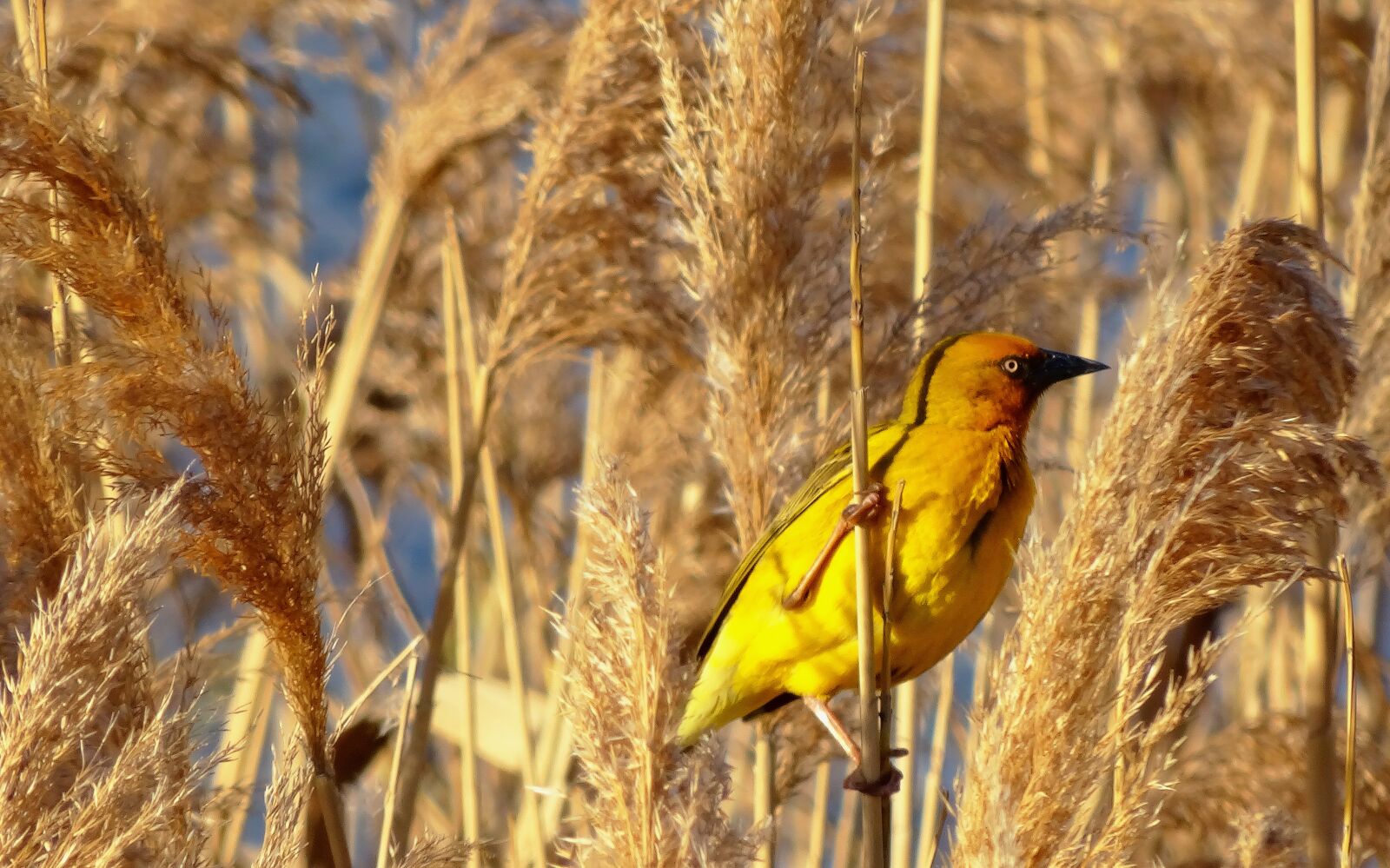 Sony Cyber-shot DSC-HX300 sample photo. Bird, yellow, weaver photography