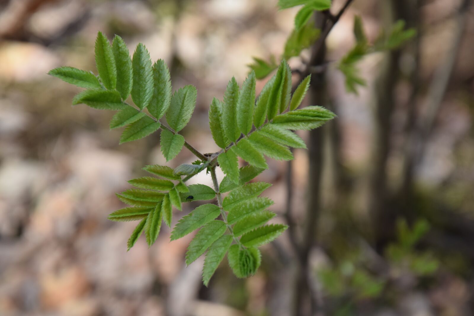 Nikon D5300 sample photo. Leaf, plant, nature photography