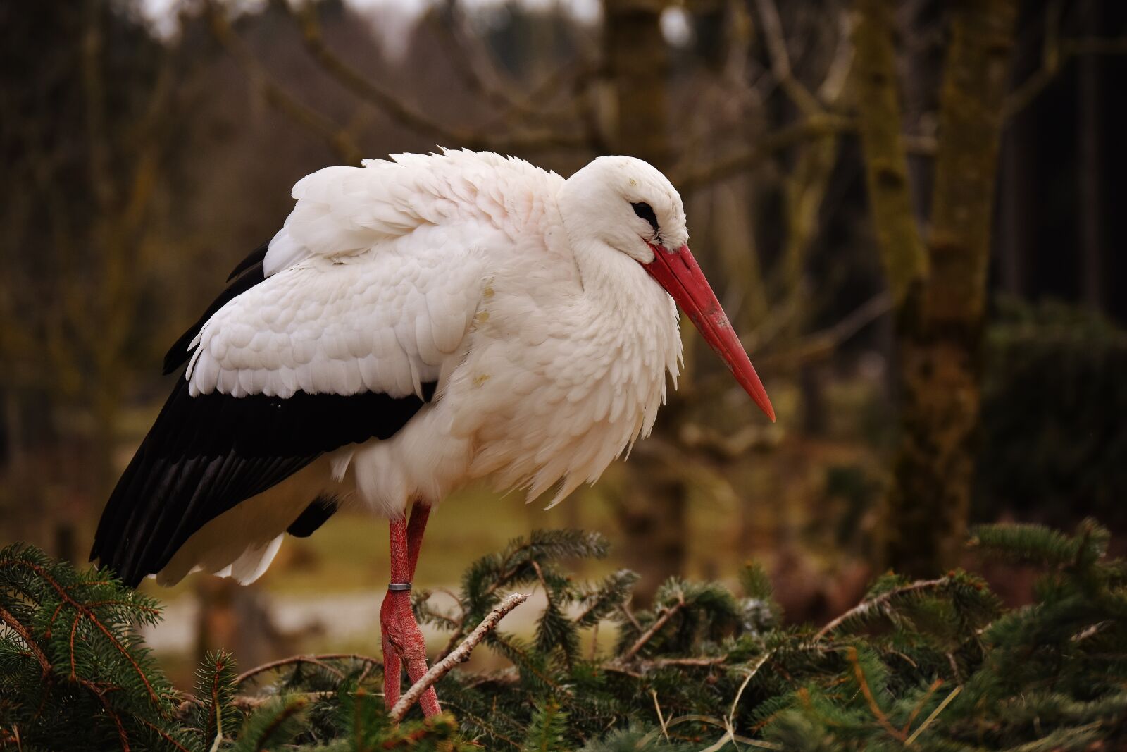 Nikon D7200 sample photo. Stork, bird, nest photography