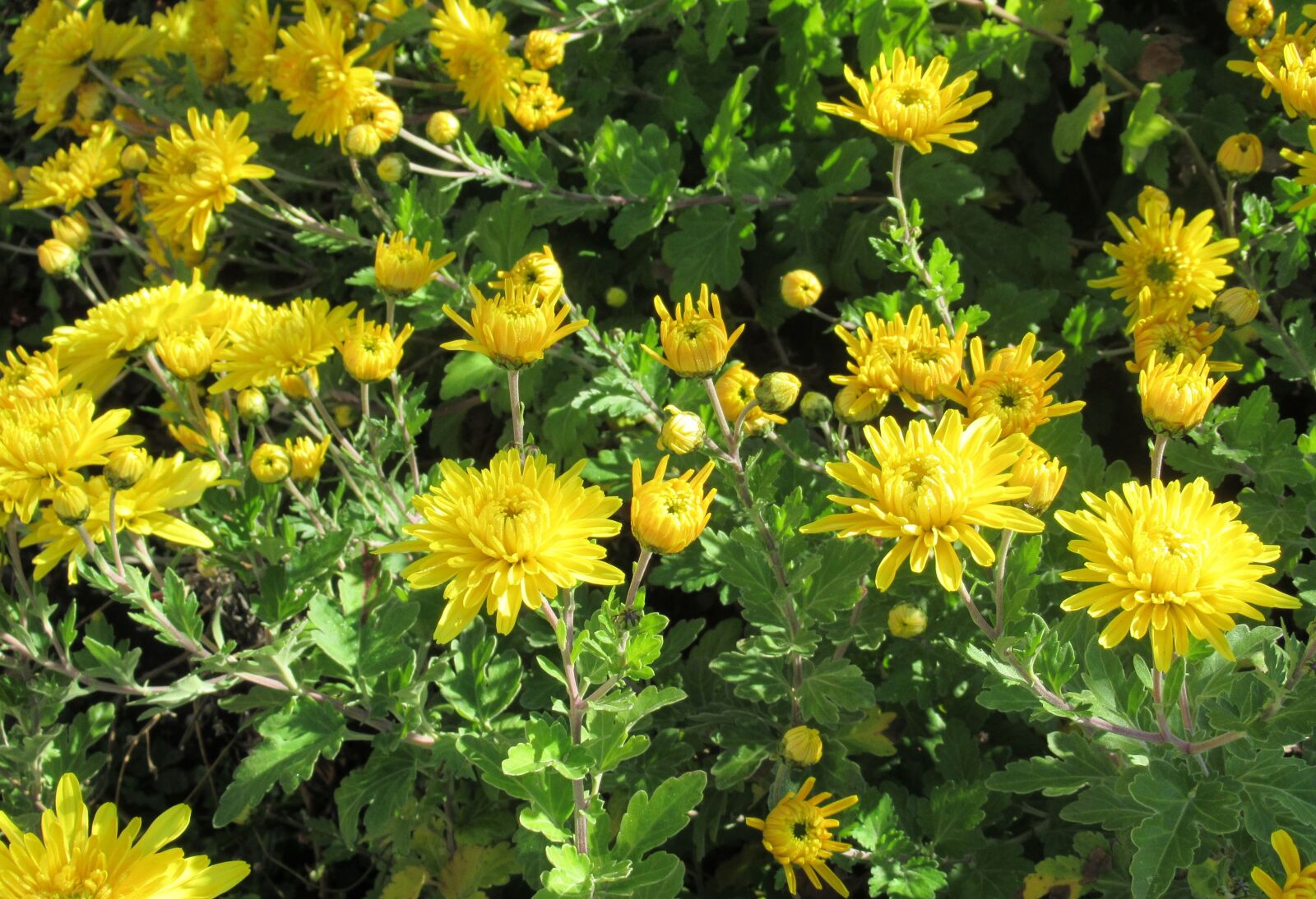 Canon PowerShot SX620 HS sample photo. Autumn, chrysanthemum, yellow photography