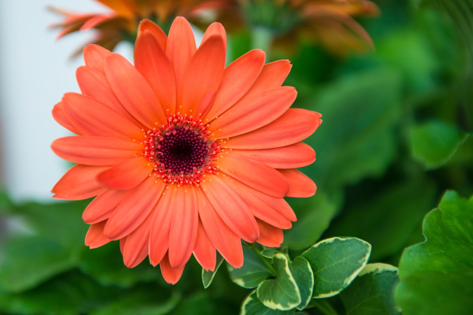 Nikon D800 sample photo. Flower, orange, bloom photography
