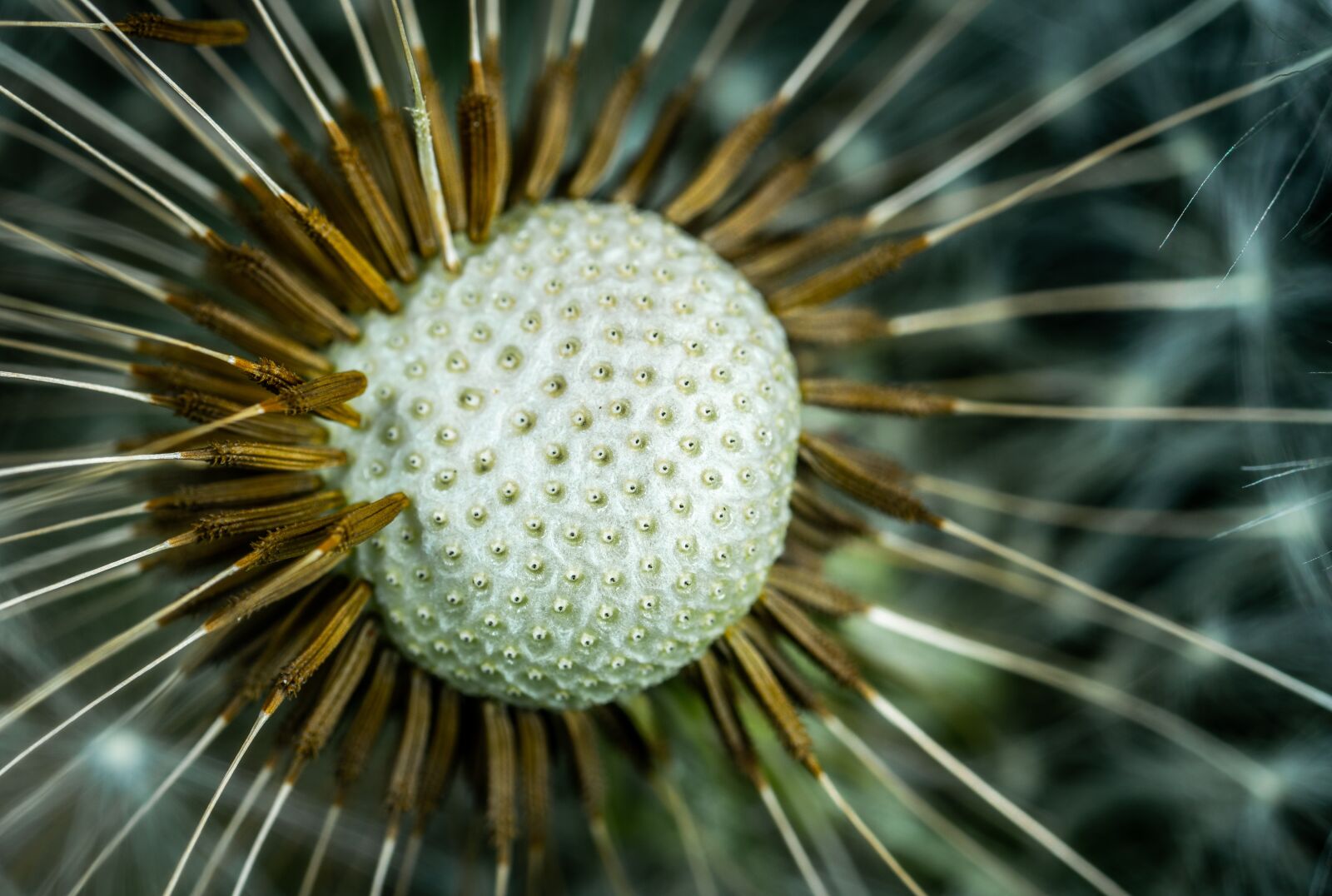 Sony a7R II sample photo. Macro, dandelion, flower photography