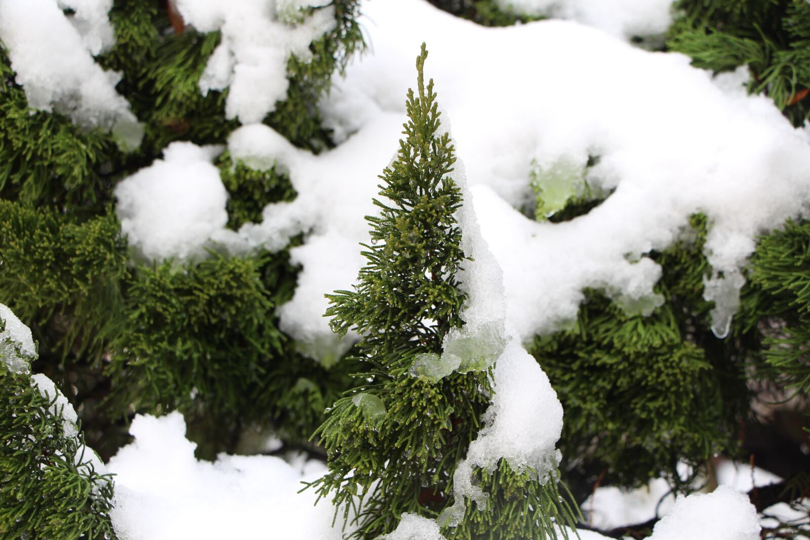 Canon EOS 650D (EOS Rebel T4i / EOS Kiss X6i) sample photo. Winter, snow, wood photography