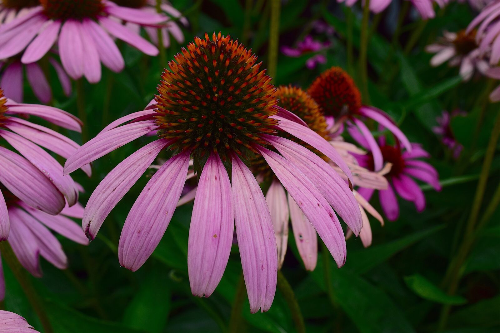 Nikon D3300 sample photo. Flower, pink, echinacea photography