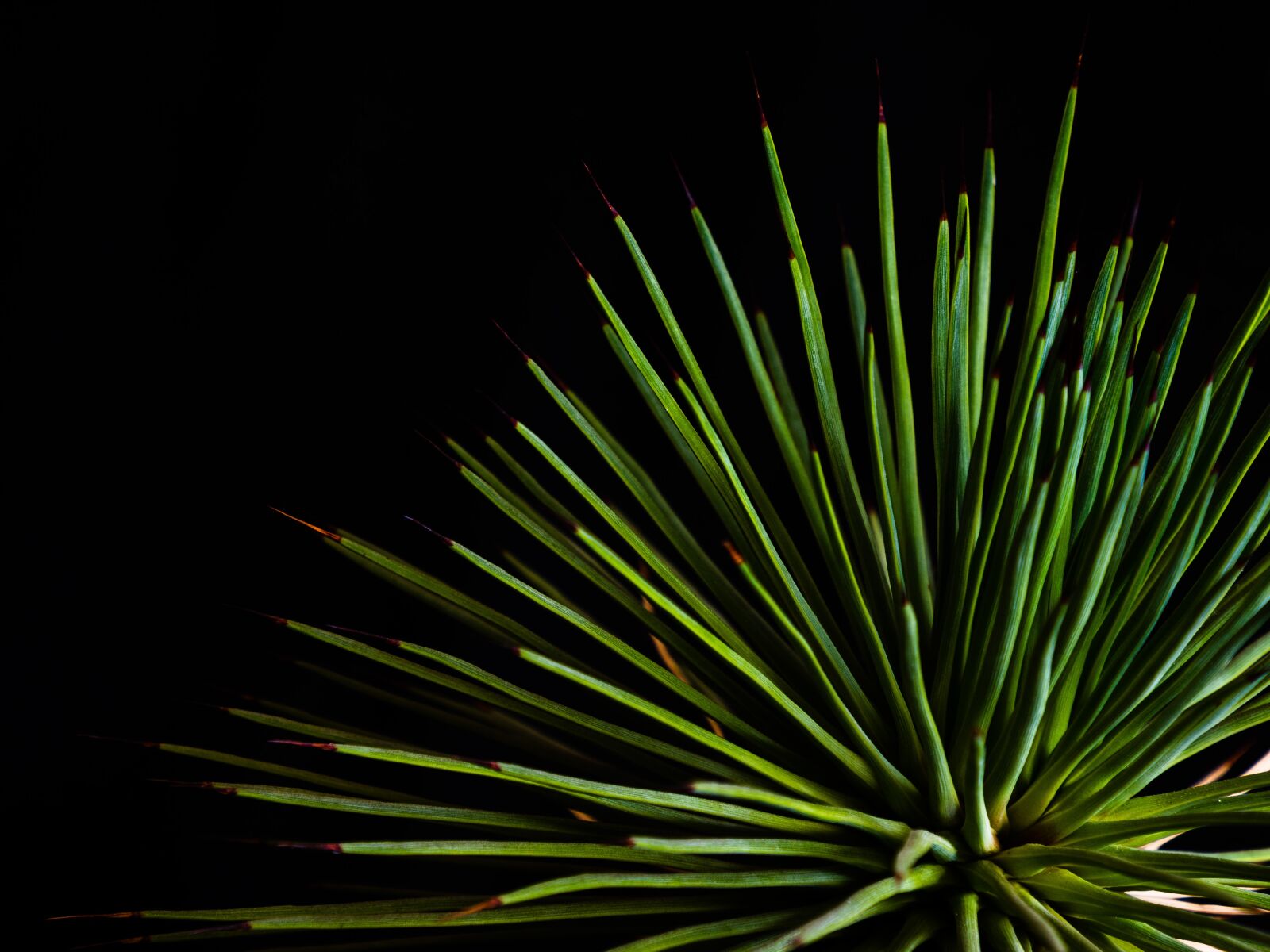 Olympus M.Zuiko Digital ED 12-200mm F3.5-6.3 sample photo. Succulent, spiked, plant photography