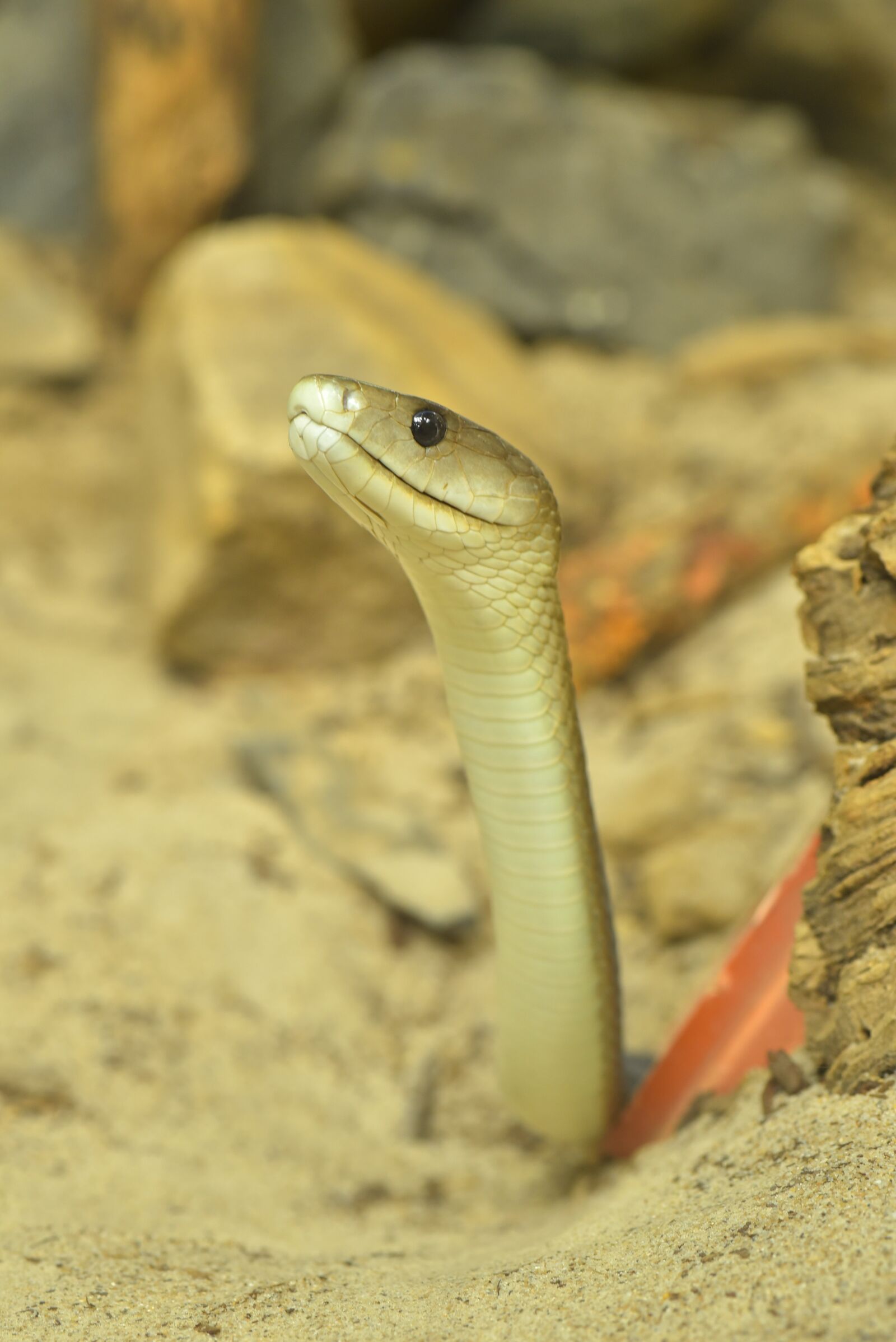 Nikon D750 sample photo. Black mamba, dendroaspis polylepis photography