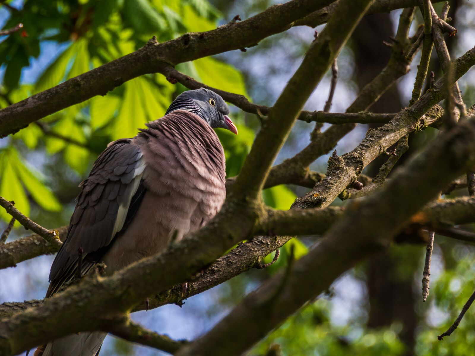 Olympus OM-D E-M10 III sample photo. Pigeon, animal, bird photography