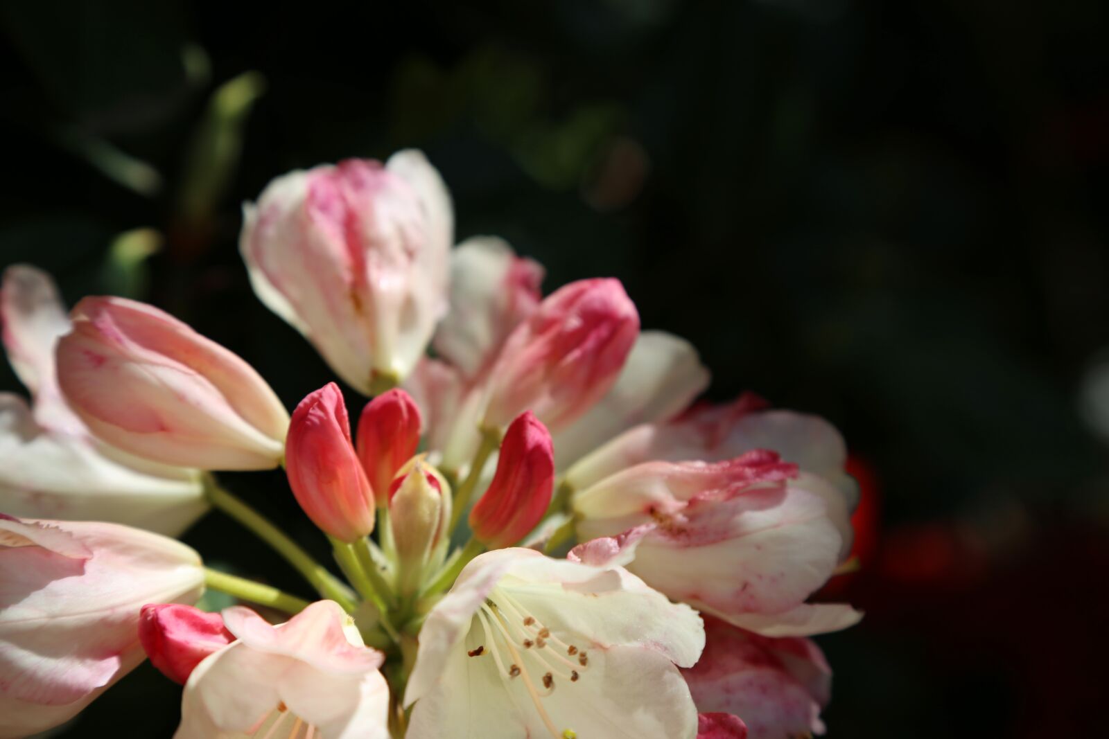 Canon EOS 6D + Canon EF 24-105mm F4L IS USM sample photo. Apple blossom, spring, blossom photography