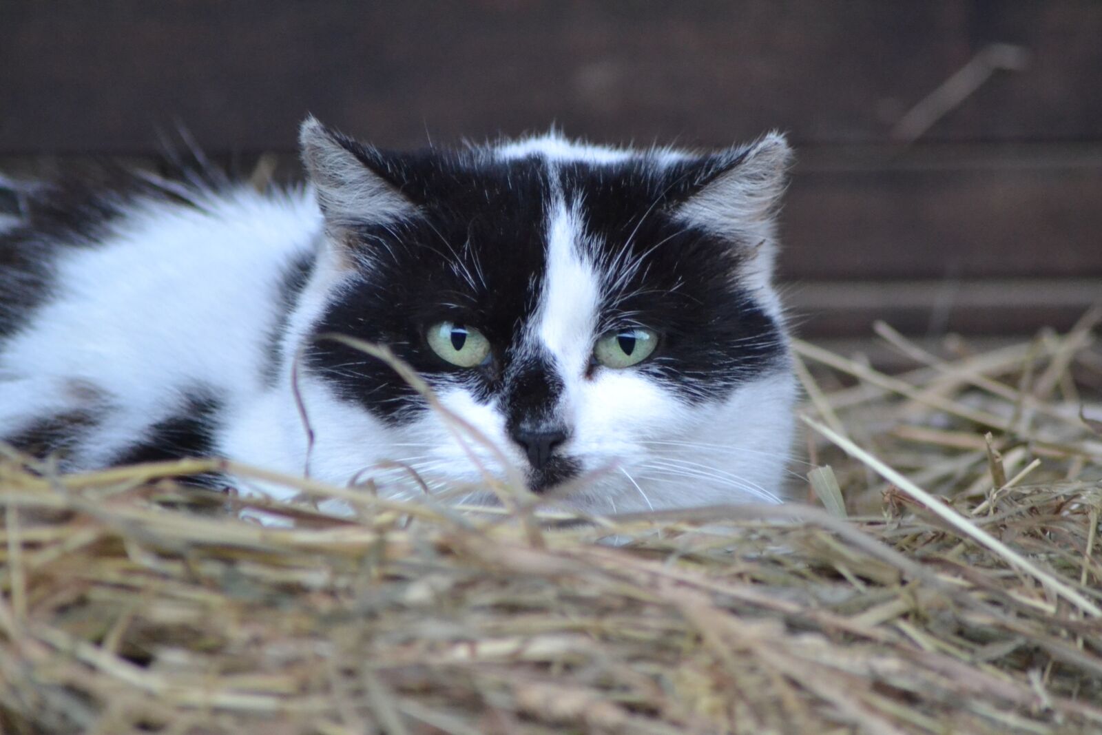 Nikon D3100 sample photo. Animal, cat, black photography