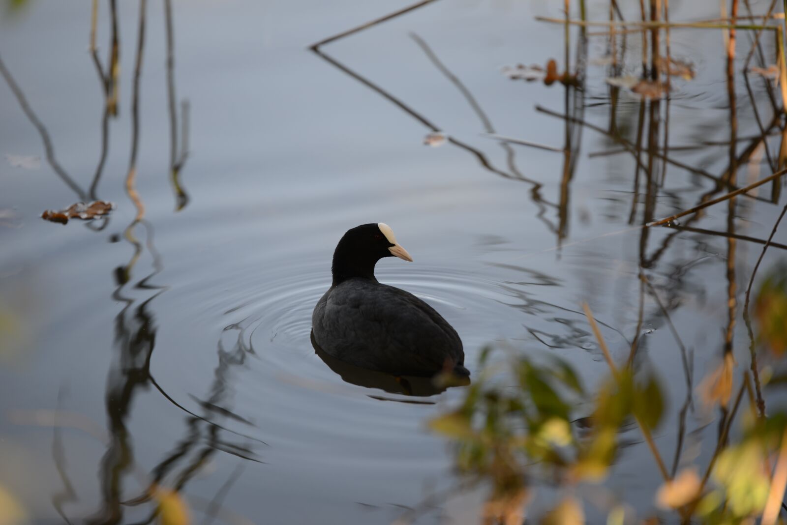 Nikon D800 sample photo. Coot, fulica atra, bird photography